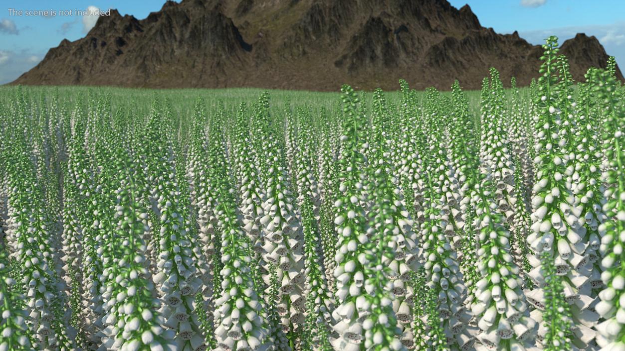 White Foxglove 3D model