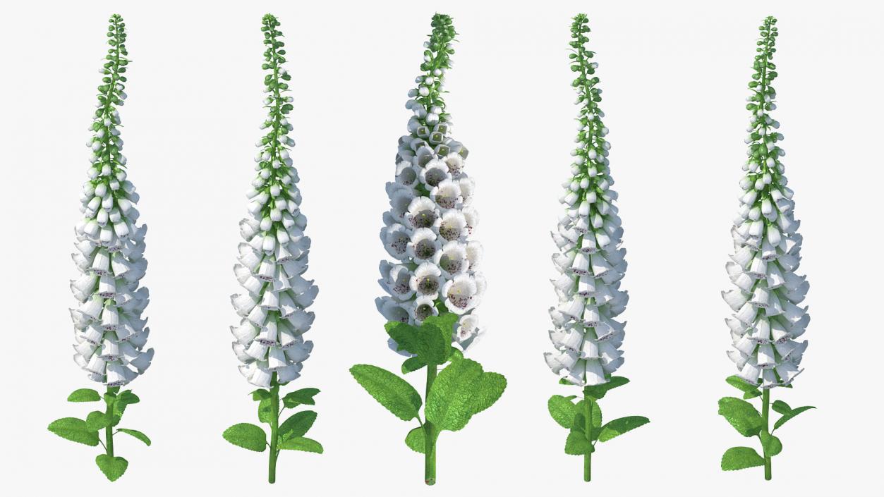 White Foxglove 3D model