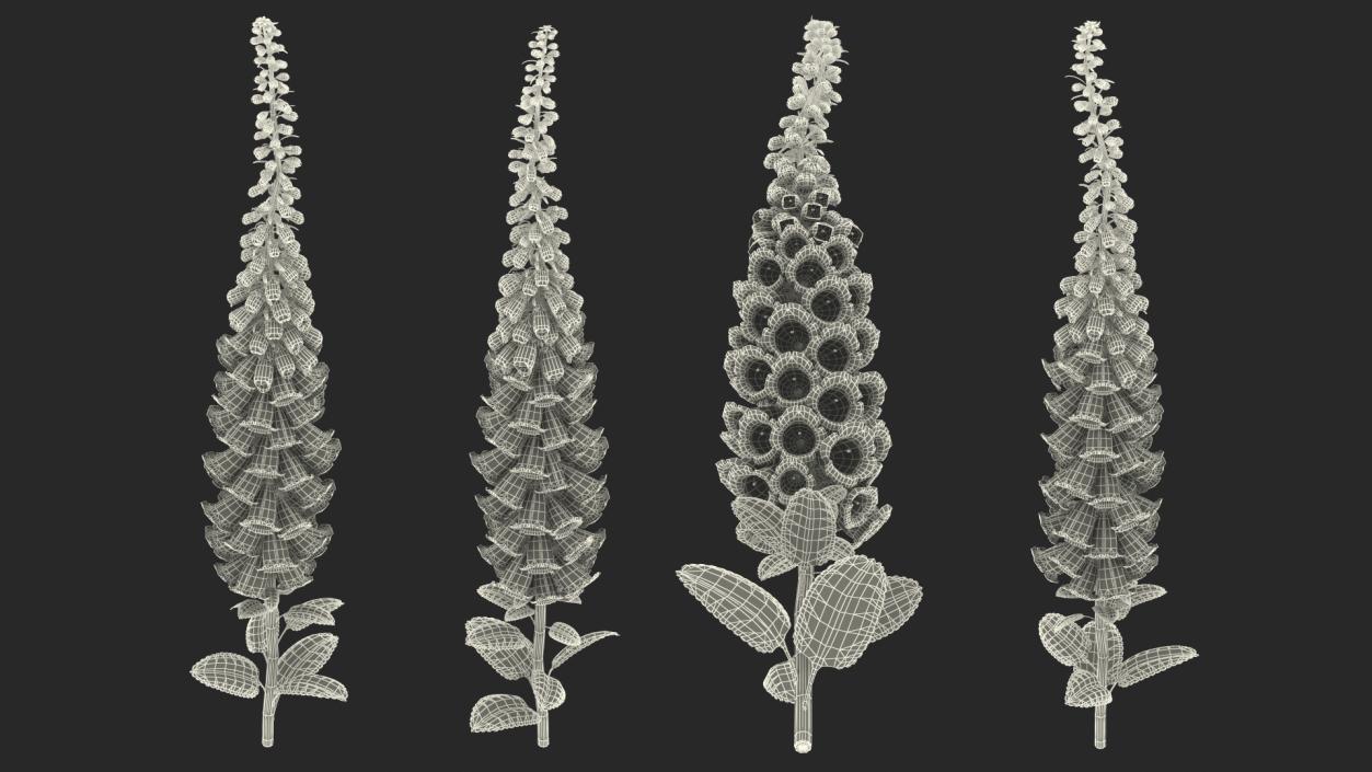 White Foxglove 3D model