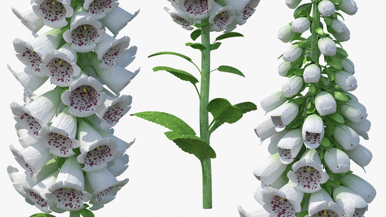 White Foxglove 3D model