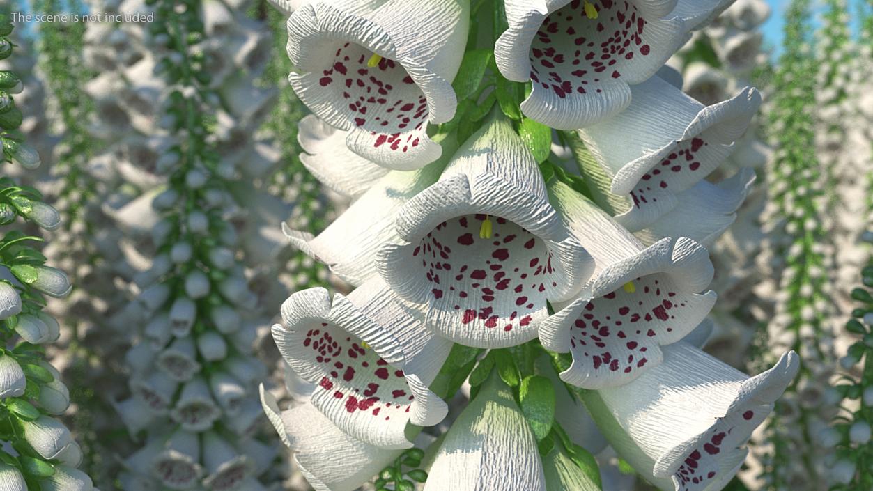 White Foxglove 3D model