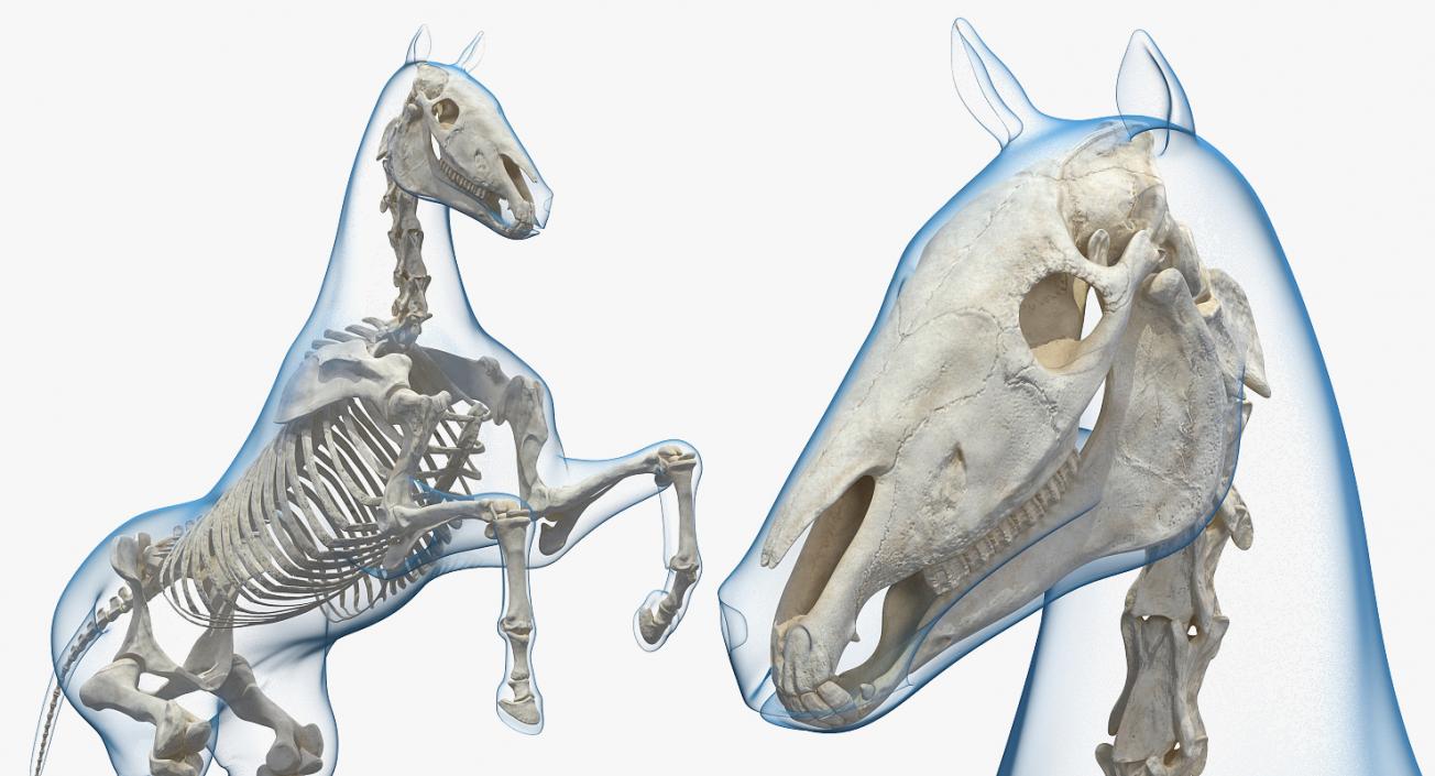 3D Rearing Horse Envelope with Skeleton