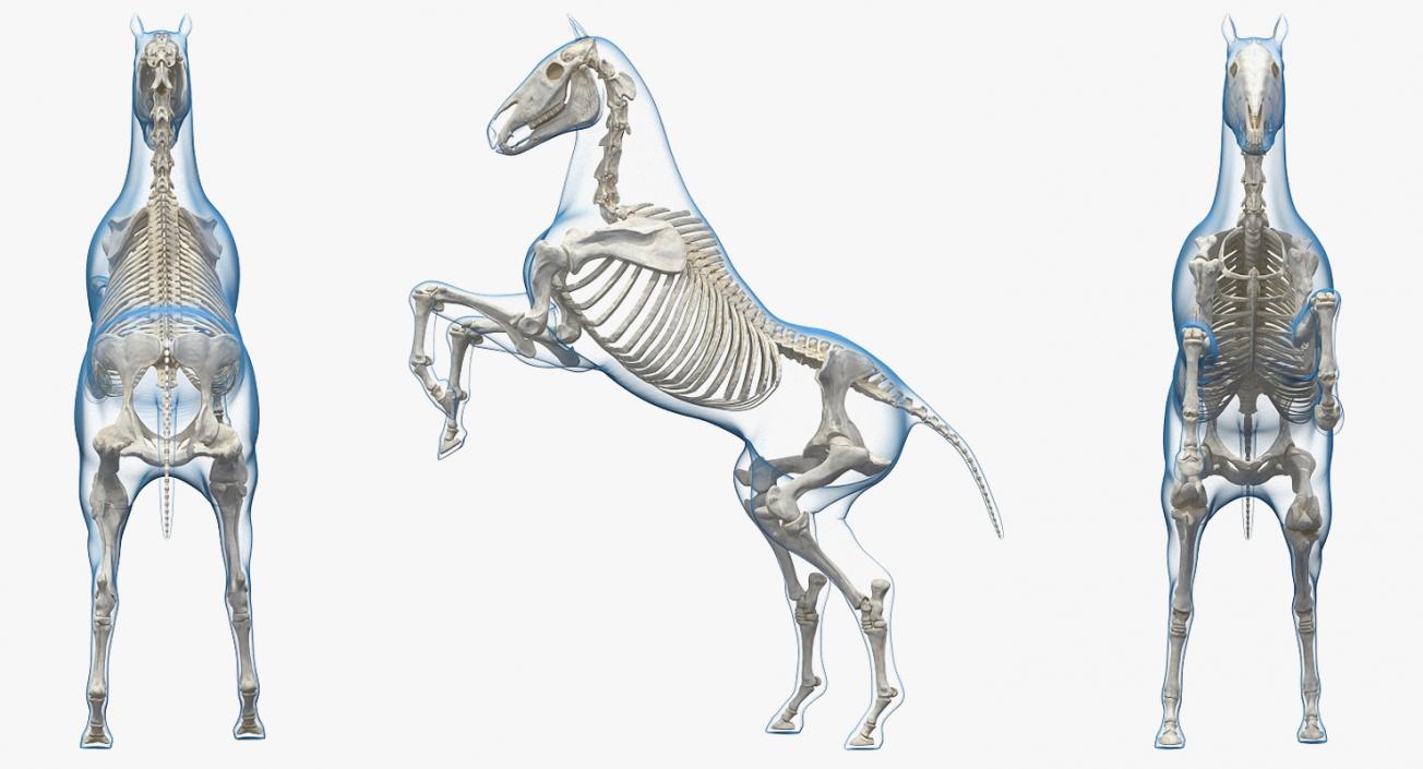 3D Rearing Horse Envelope with Skeleton