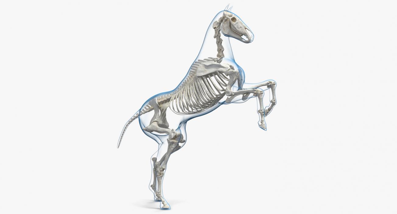 3D Rearing Horse Envelope with Skeleton