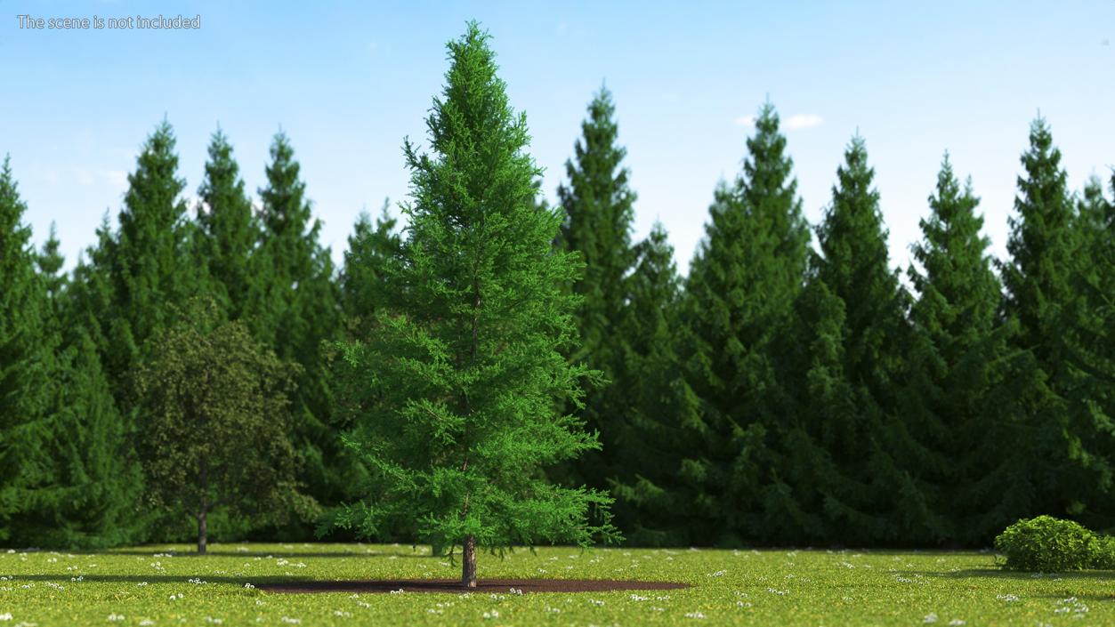 3D model Japanese Larch Tree Green