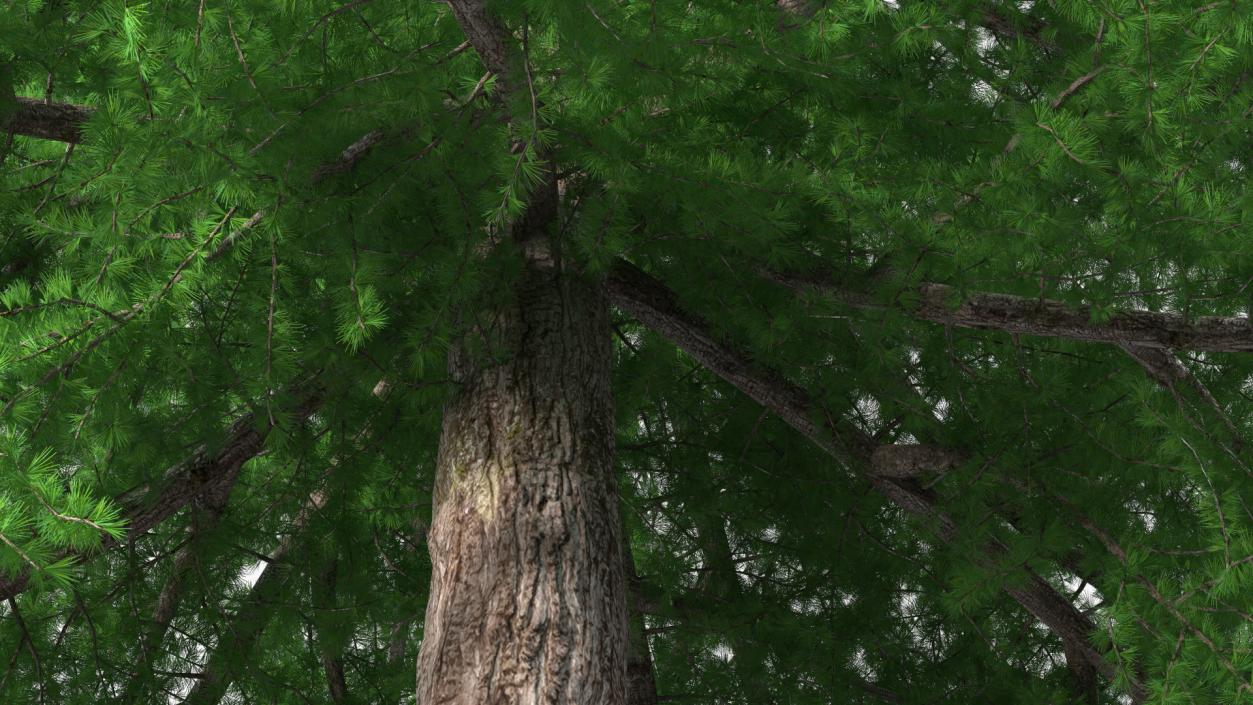 3D model Japanese Larch Tree Green