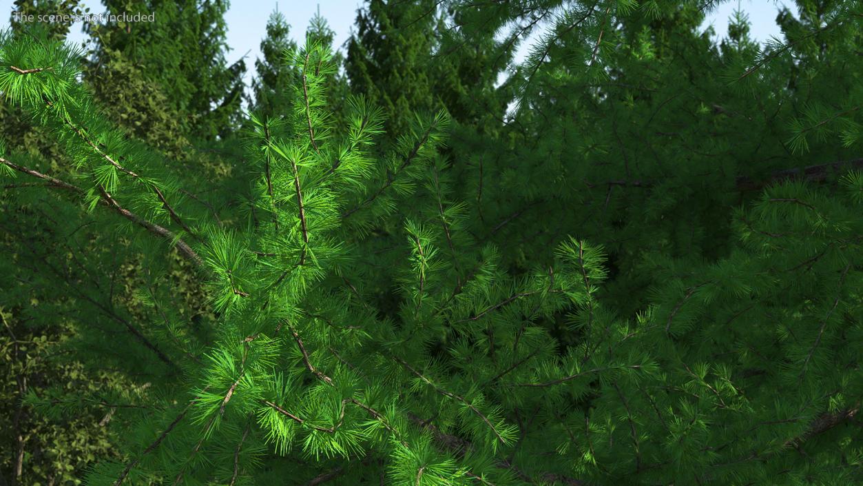 3D model Japanese Larch Tree Green