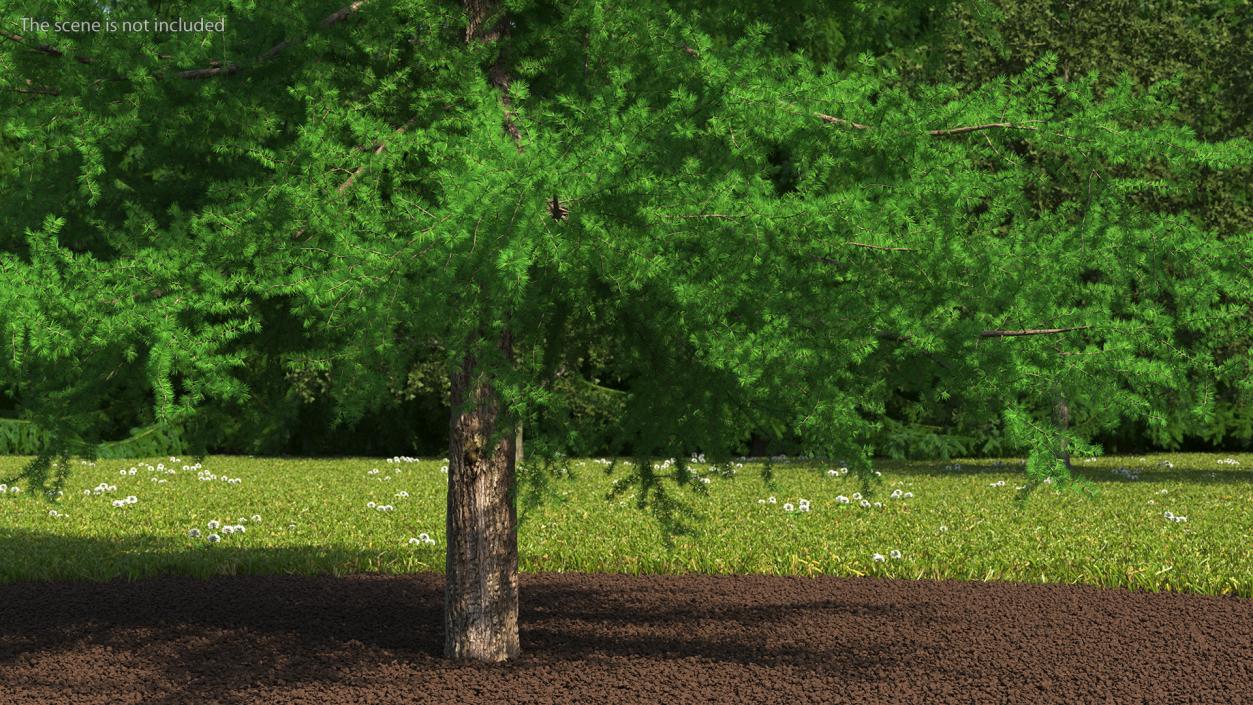 3D model Japanese Larch Tree Green