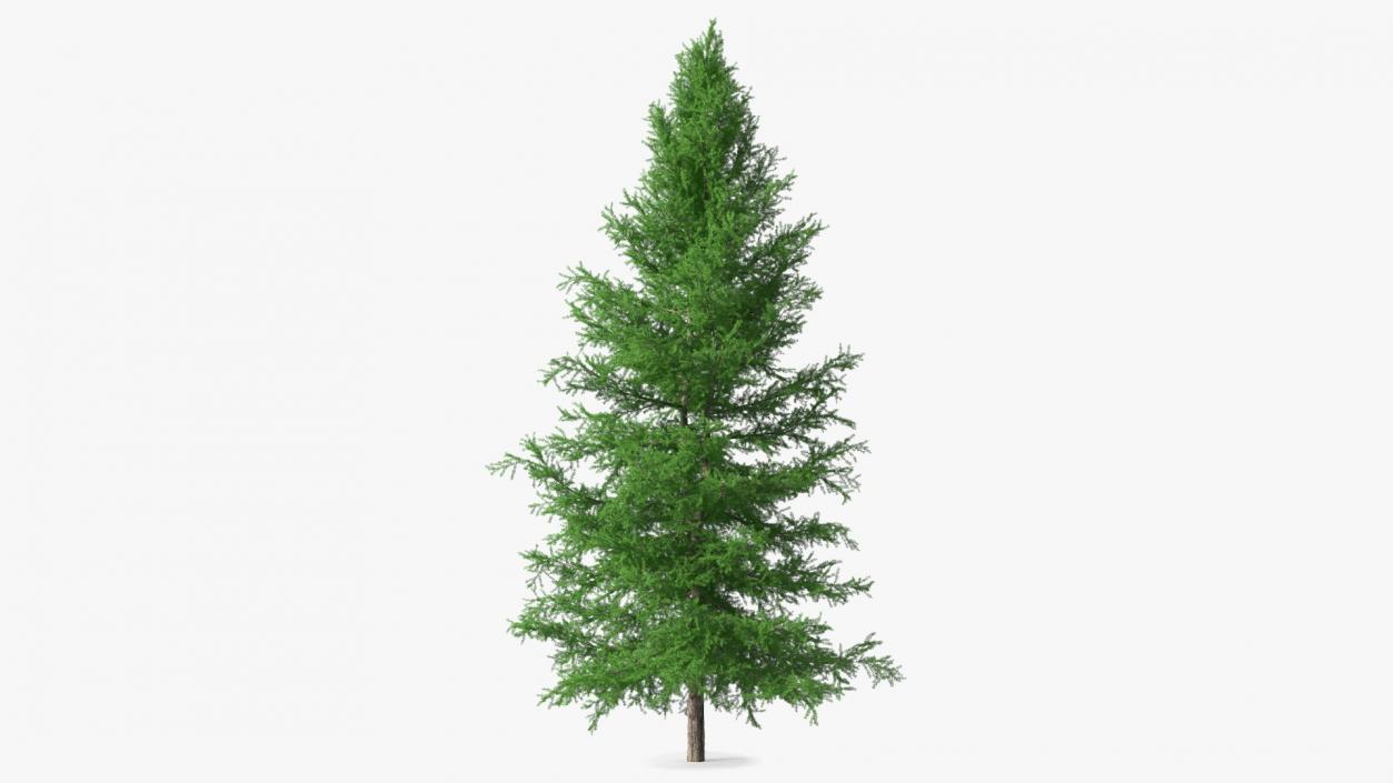 3D model Japanese Larch Tree Green