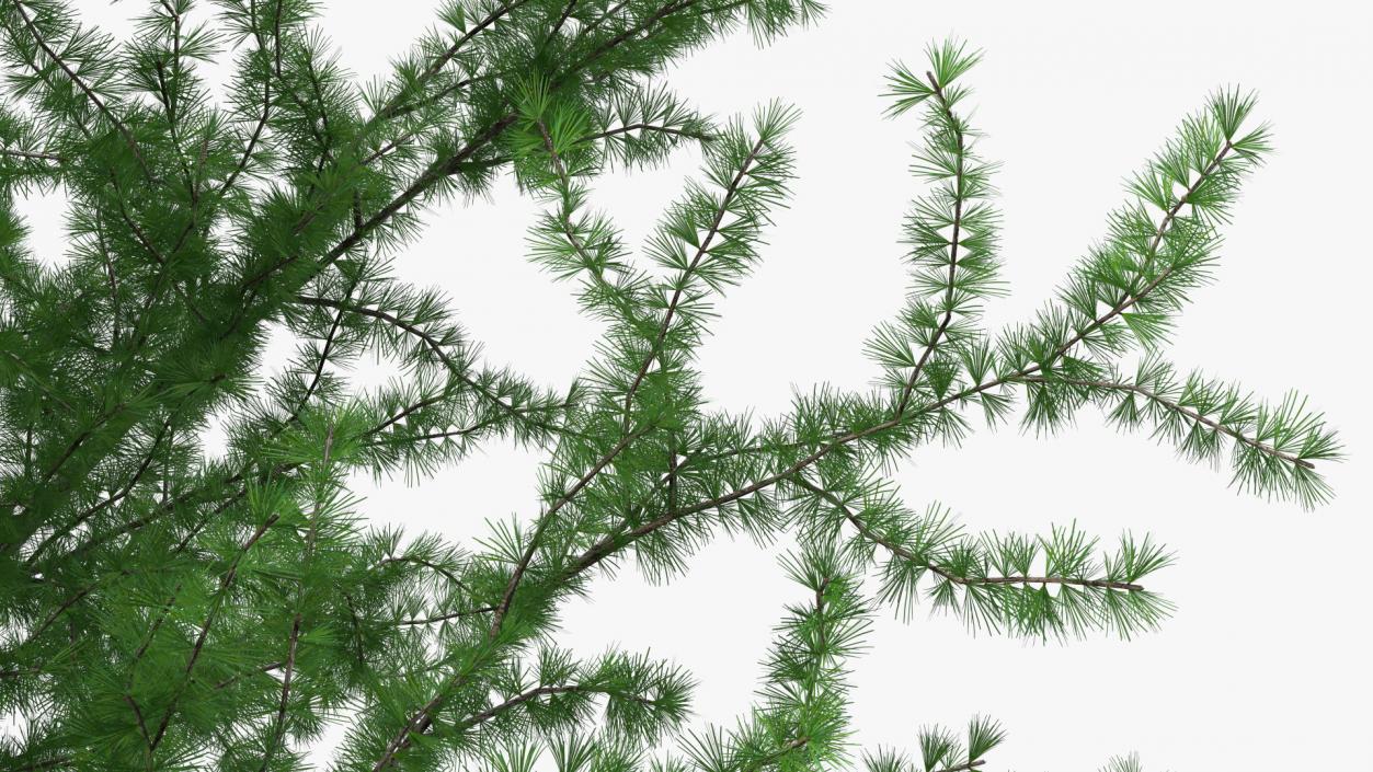 3D model Japanese Larch Tree Green