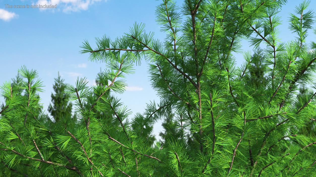 3D model Japanese Larch Tree Green