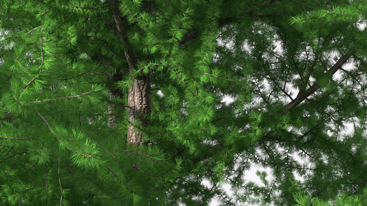 3D model Japanese Larch Tree Green