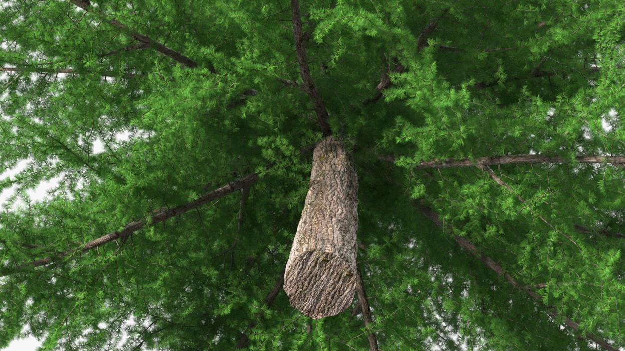 3D model Japanese Larch Tree Green