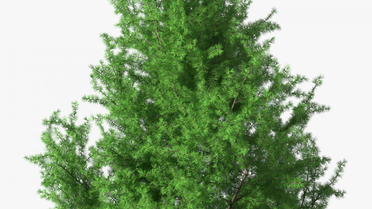 3D model Japanese Larch Tree Green