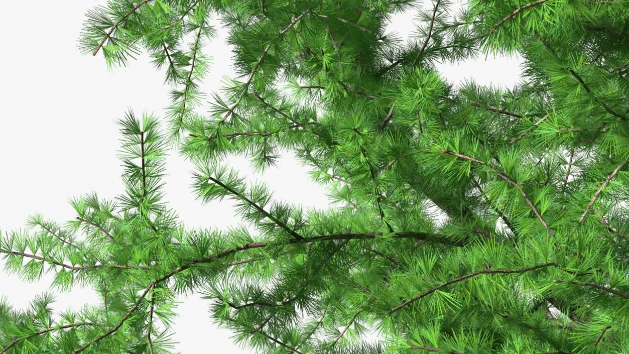 3D model Japanese Larch Tree Green