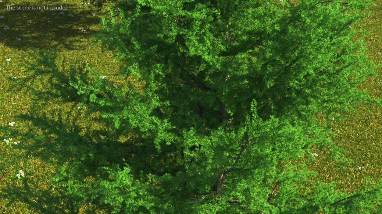 3D model Japanese Larch Tree Green