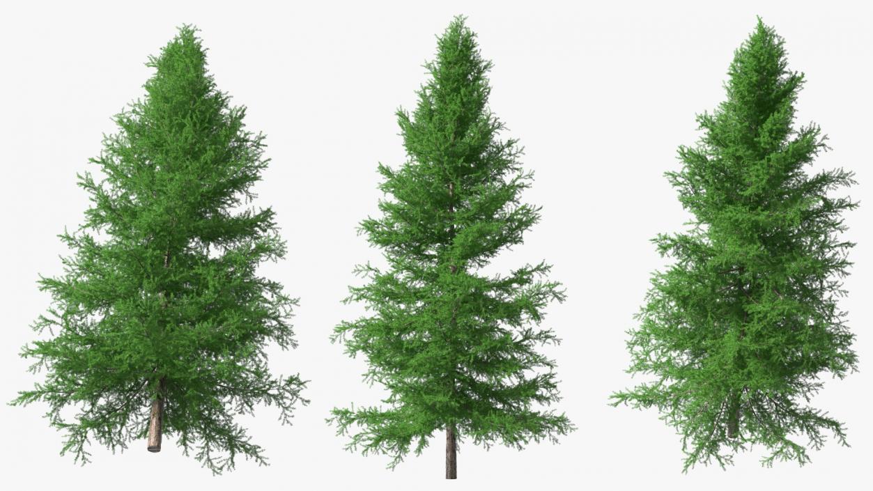 3D model Japanese Larch Tree Green