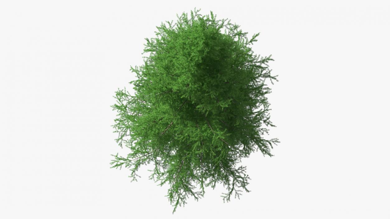 3D model Japanese Larch Tree Green