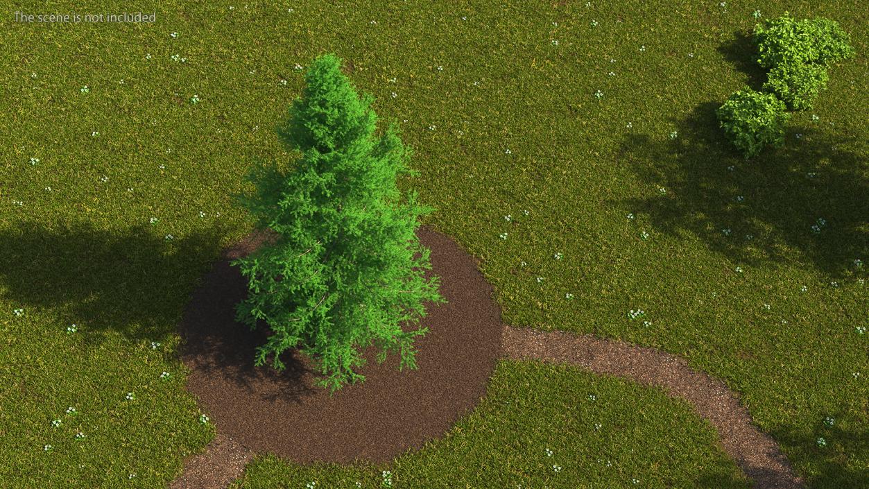 3D model Japanese Larch Tree Green