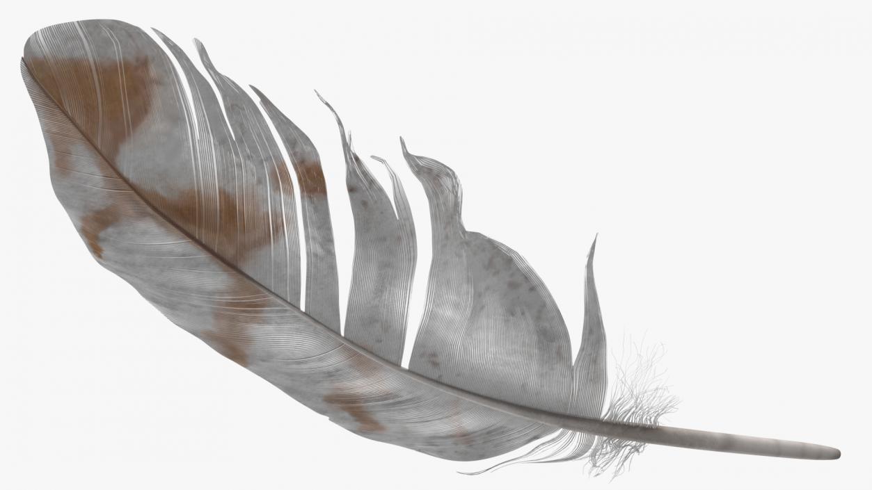 3D Pheasant Feather