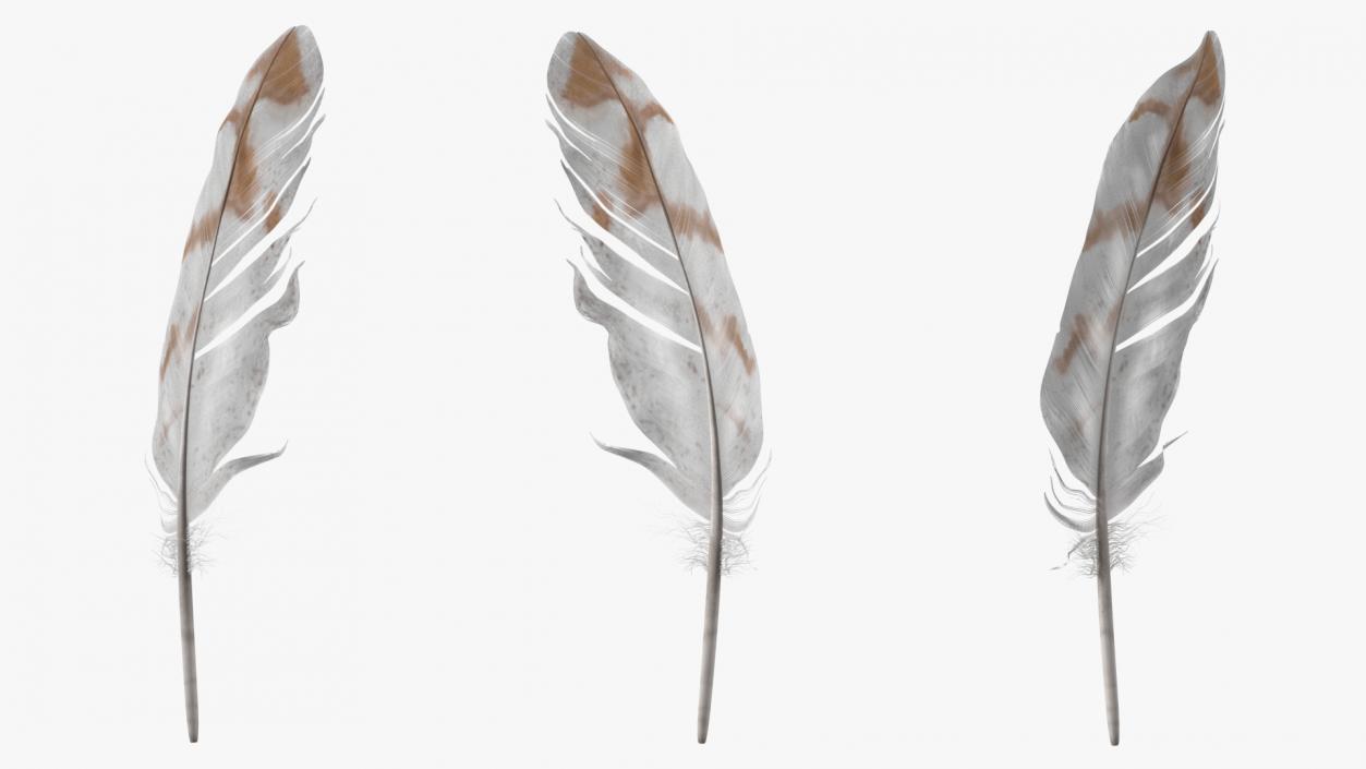 3D Pheasant Feather