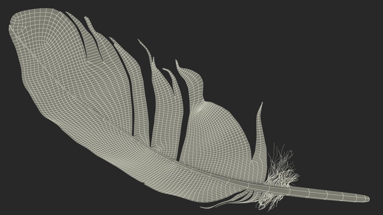 3D Pheasant Feather