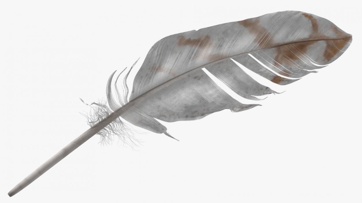 3D Pheasant Feather