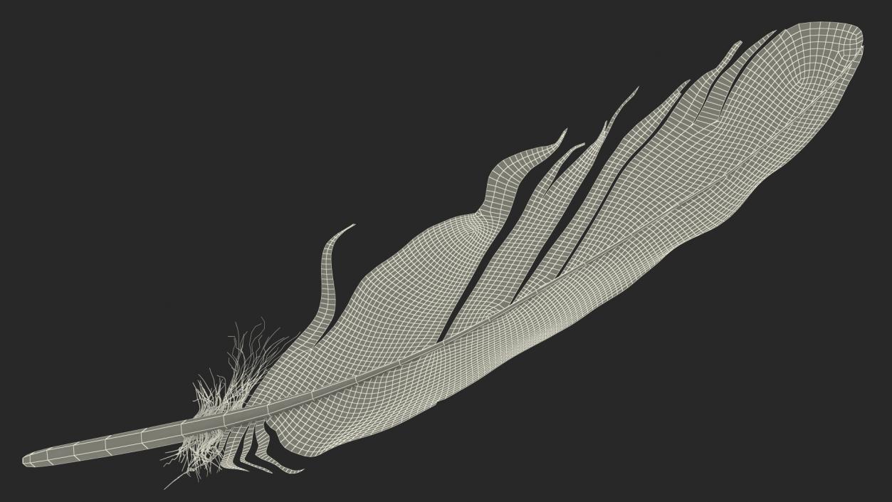 3D Pheasant Feather