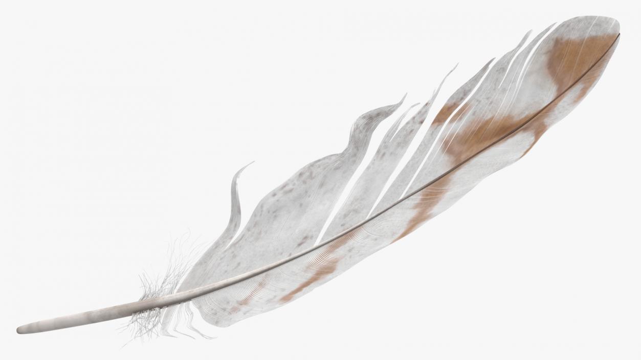 3D Pheasant Feather