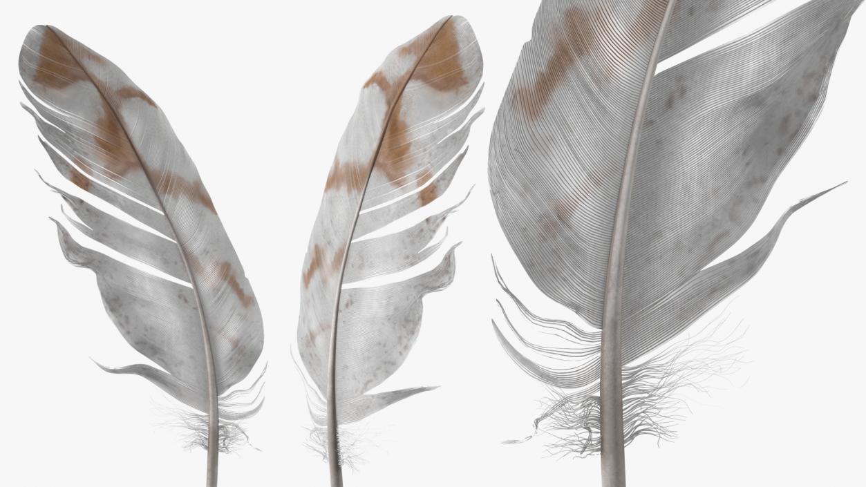 3D Pheasant Feather