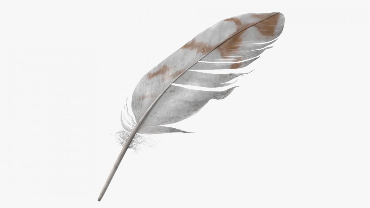 3D Pheasant Feather