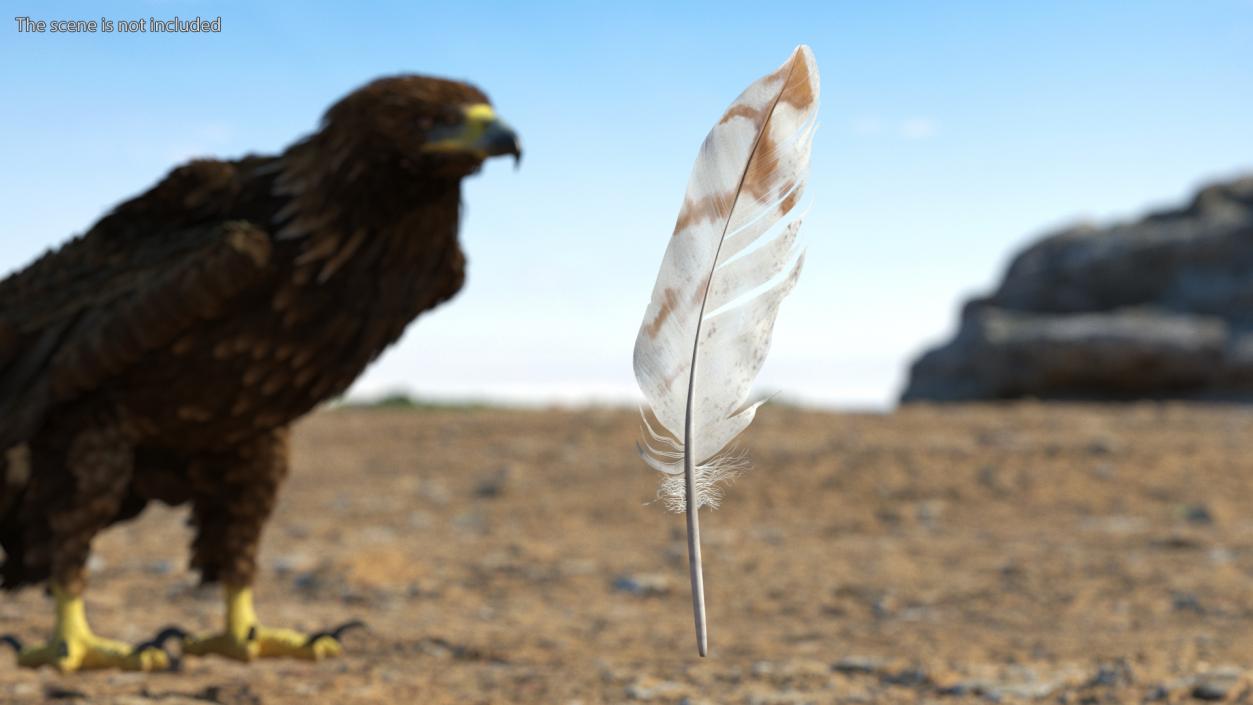 3D Pheasant Feather