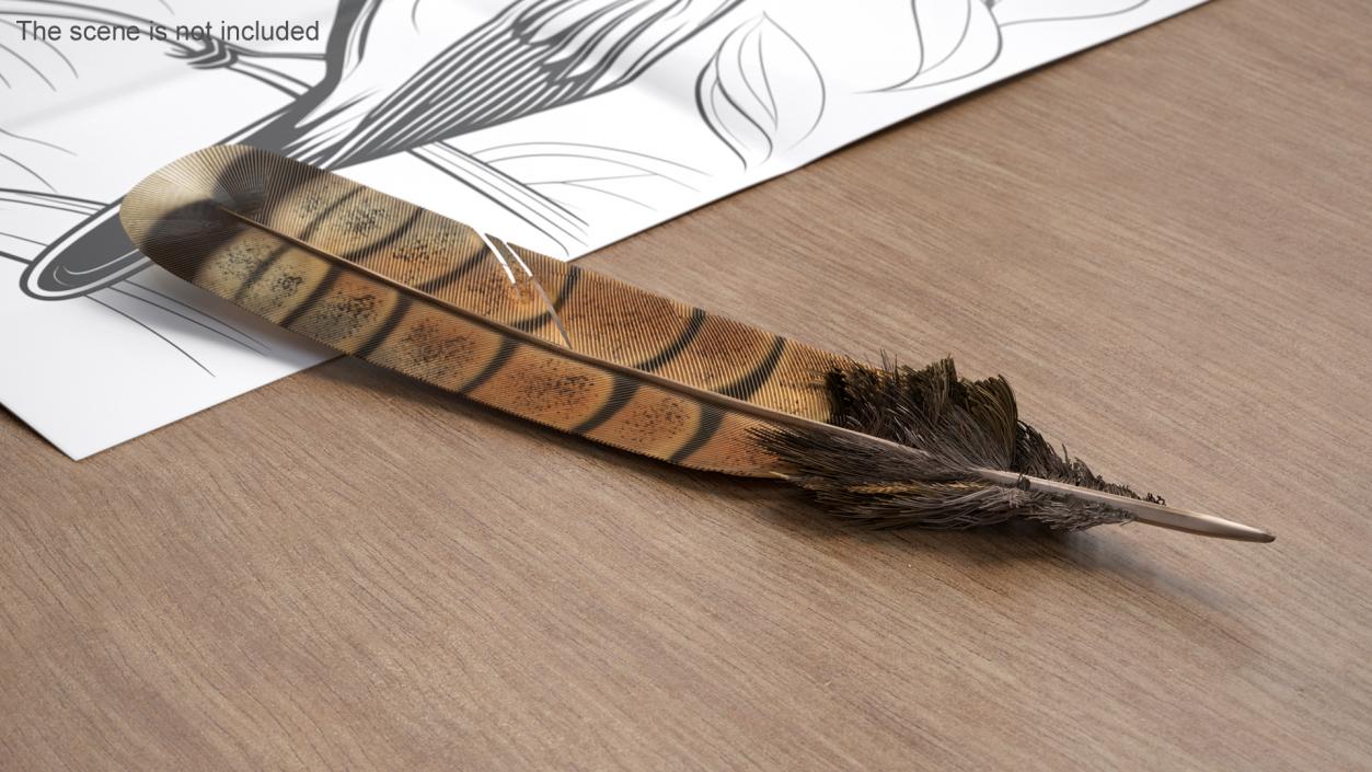 3D Ruffed Grouse Feather 2 model