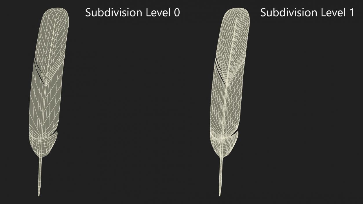 3D Ruffed Grouse Feather 2 model