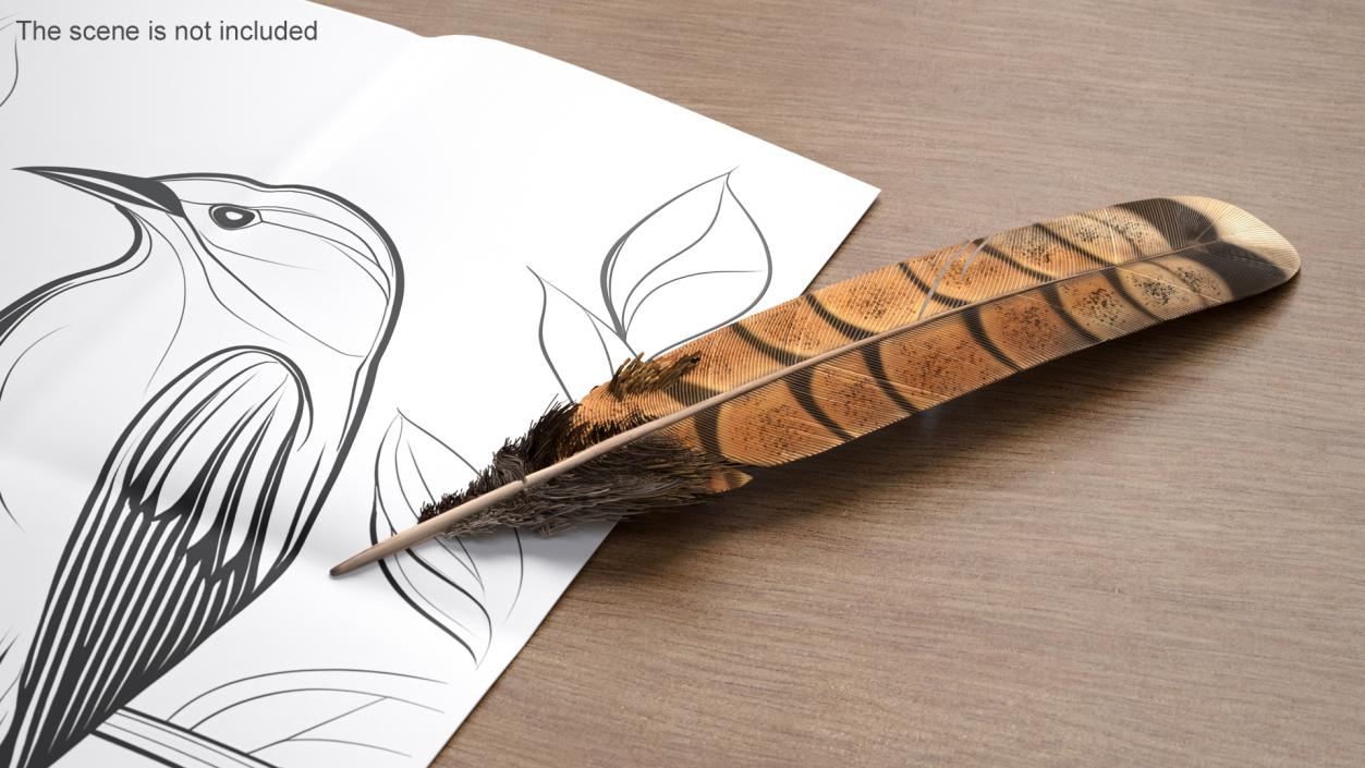 3D Ruffed Grouse Feather 2 model