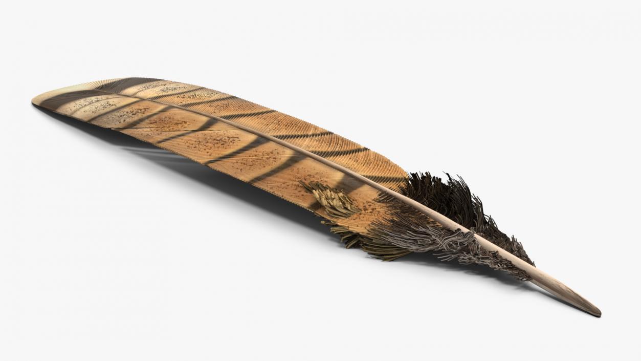 3D Ruffed Grouse Feather 2 model