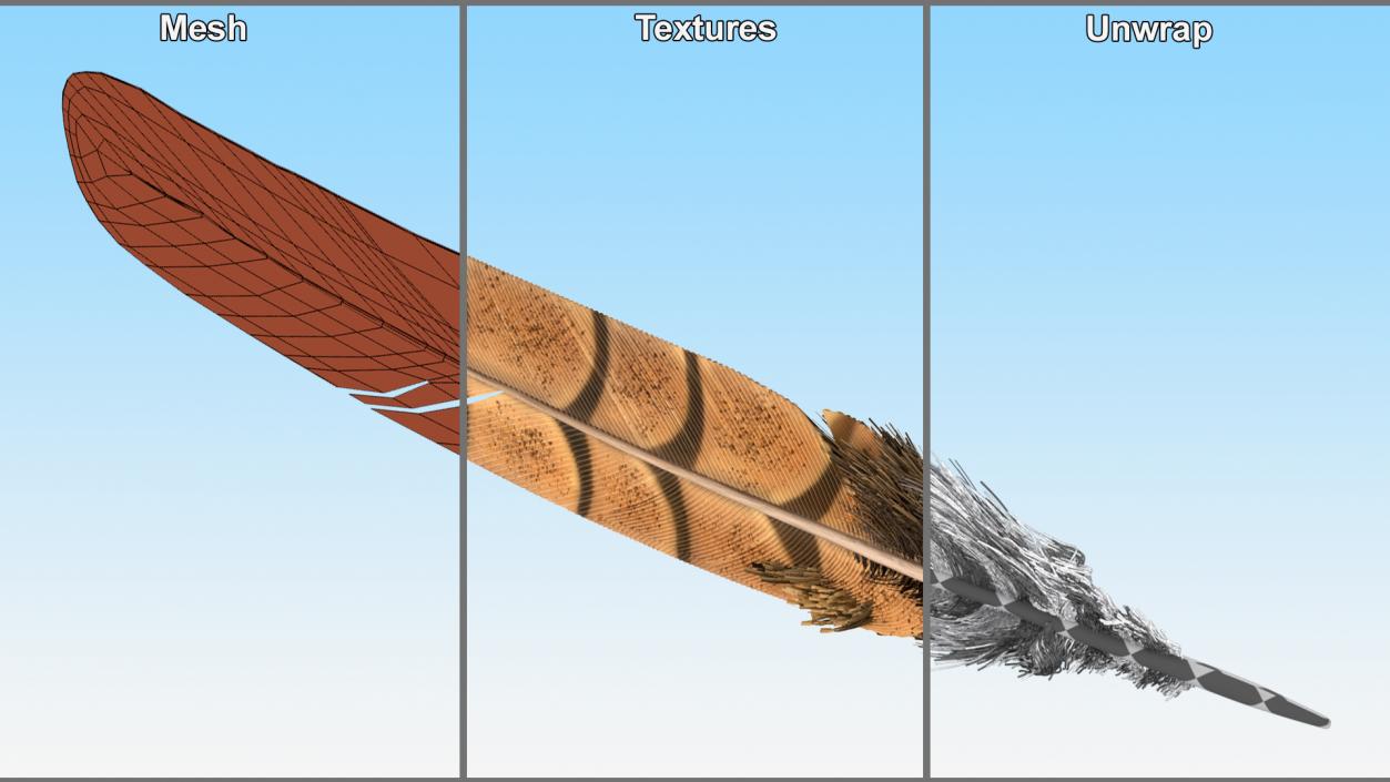 3D Ruffed Grouse Feather 2 model