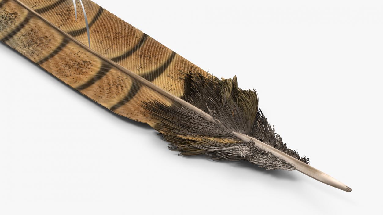 3D Ruffed Grouse Feather 2 model