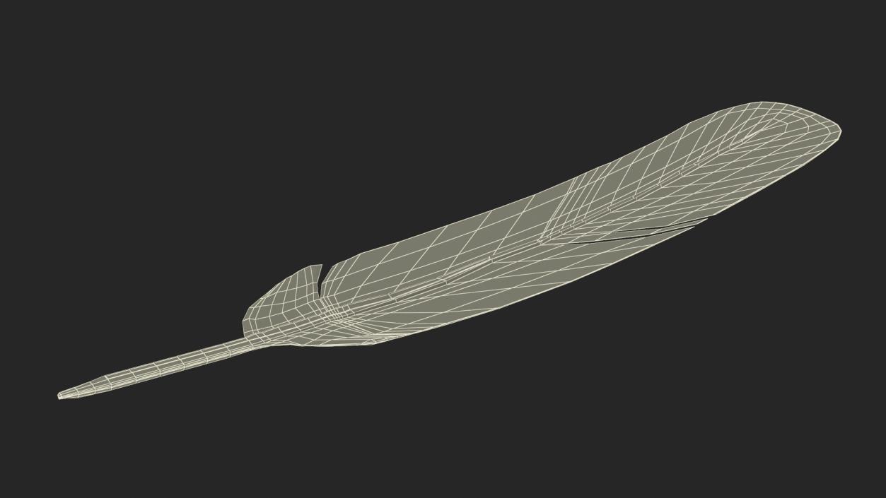 3D Ruffed Grouse Feather 2 model