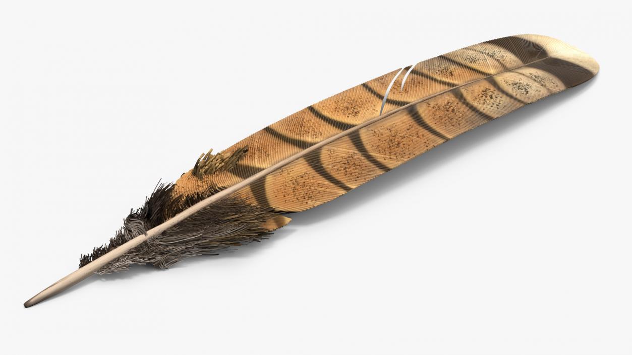 3D Ruffed Grouse Feather 2 model