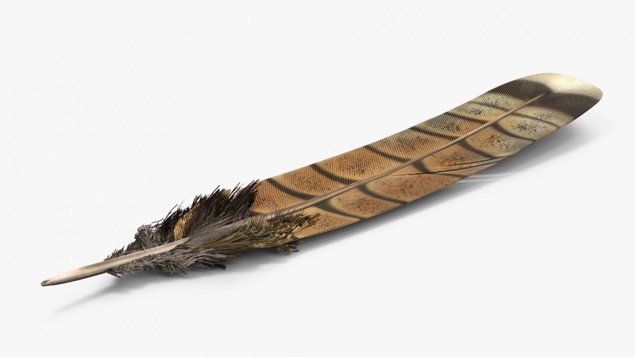 3D Ruffed Grouse Feather 2 model