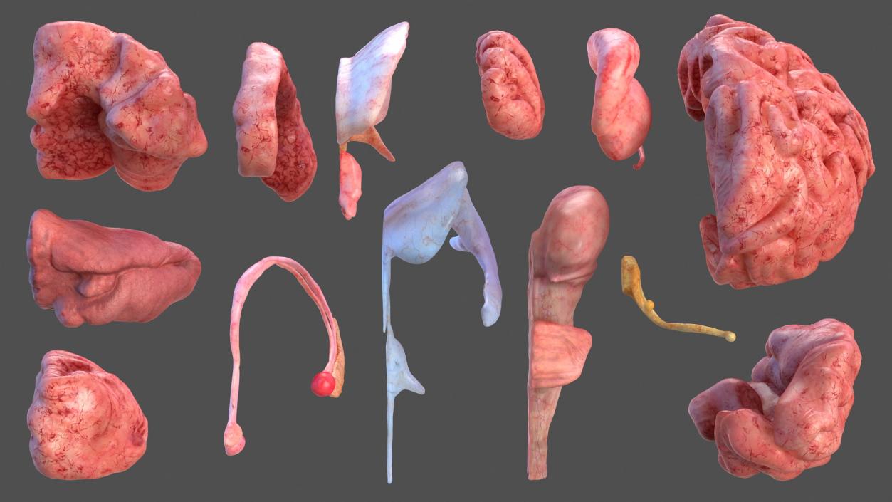 Human Brain Anatomy Section 3D