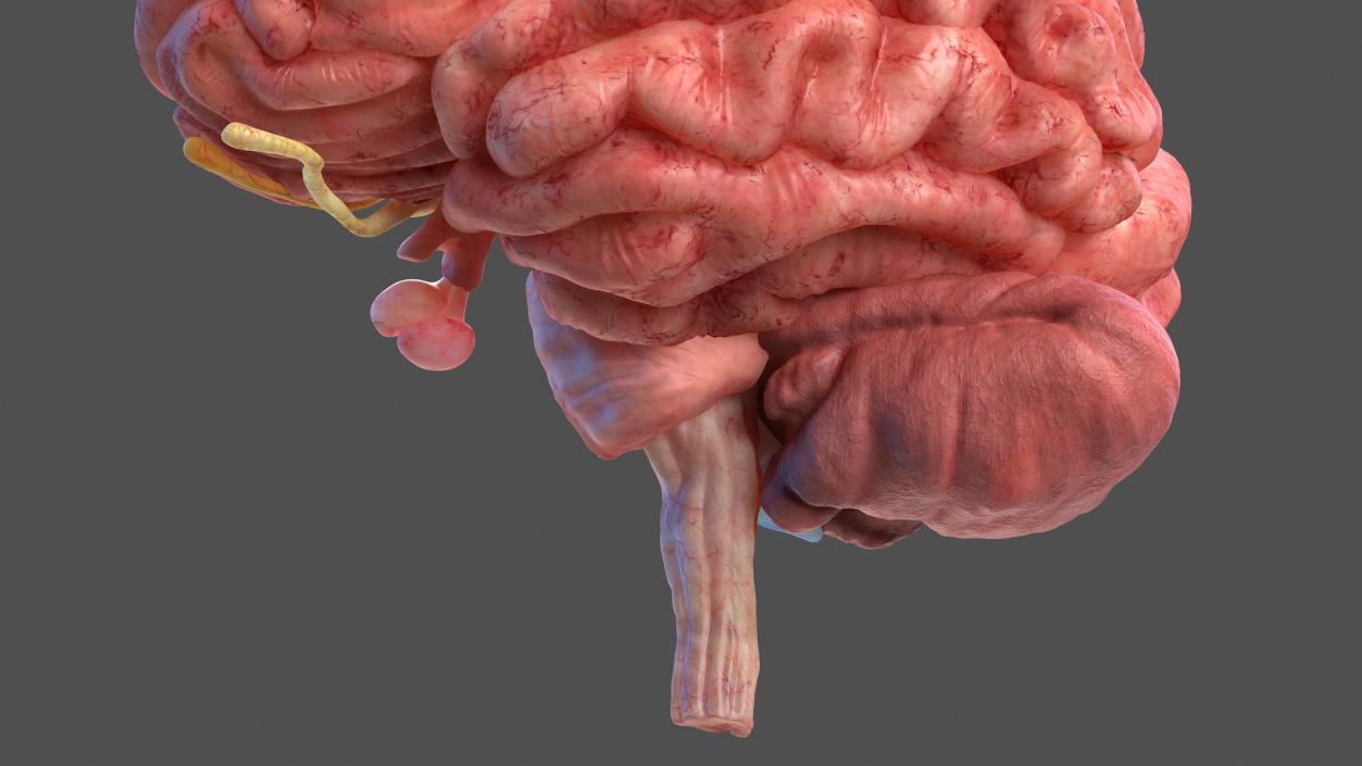 Human Brain Anatomy Section 3D