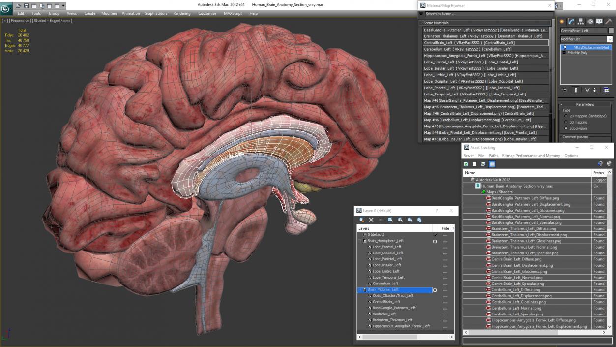 Human Brain Anatomy Section 3D