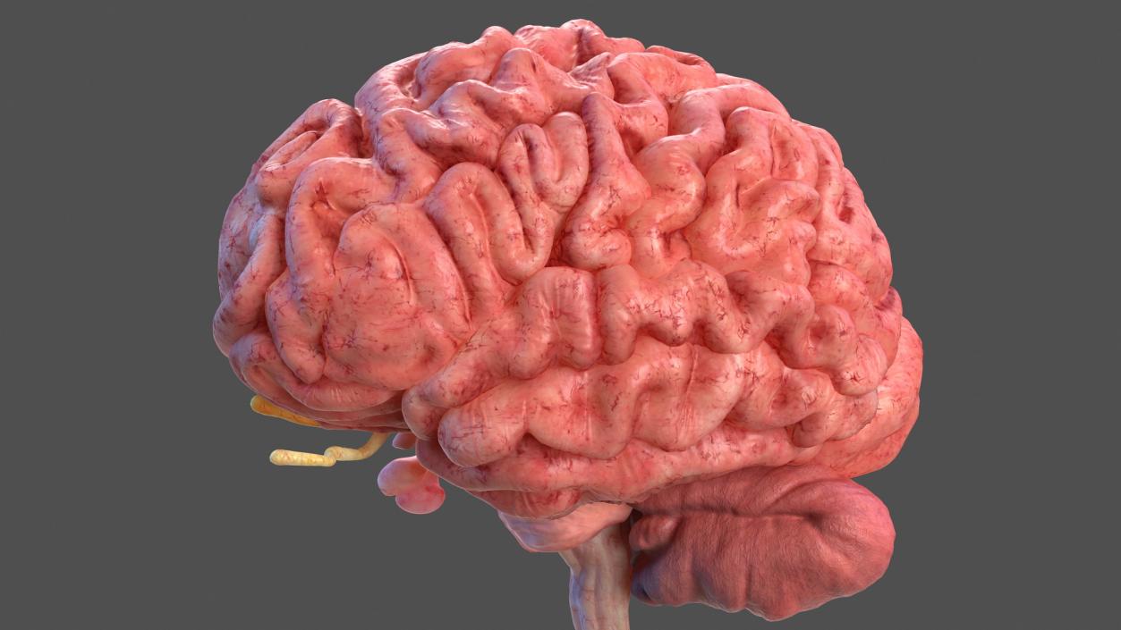 Human Brain Anatomy Section 3D