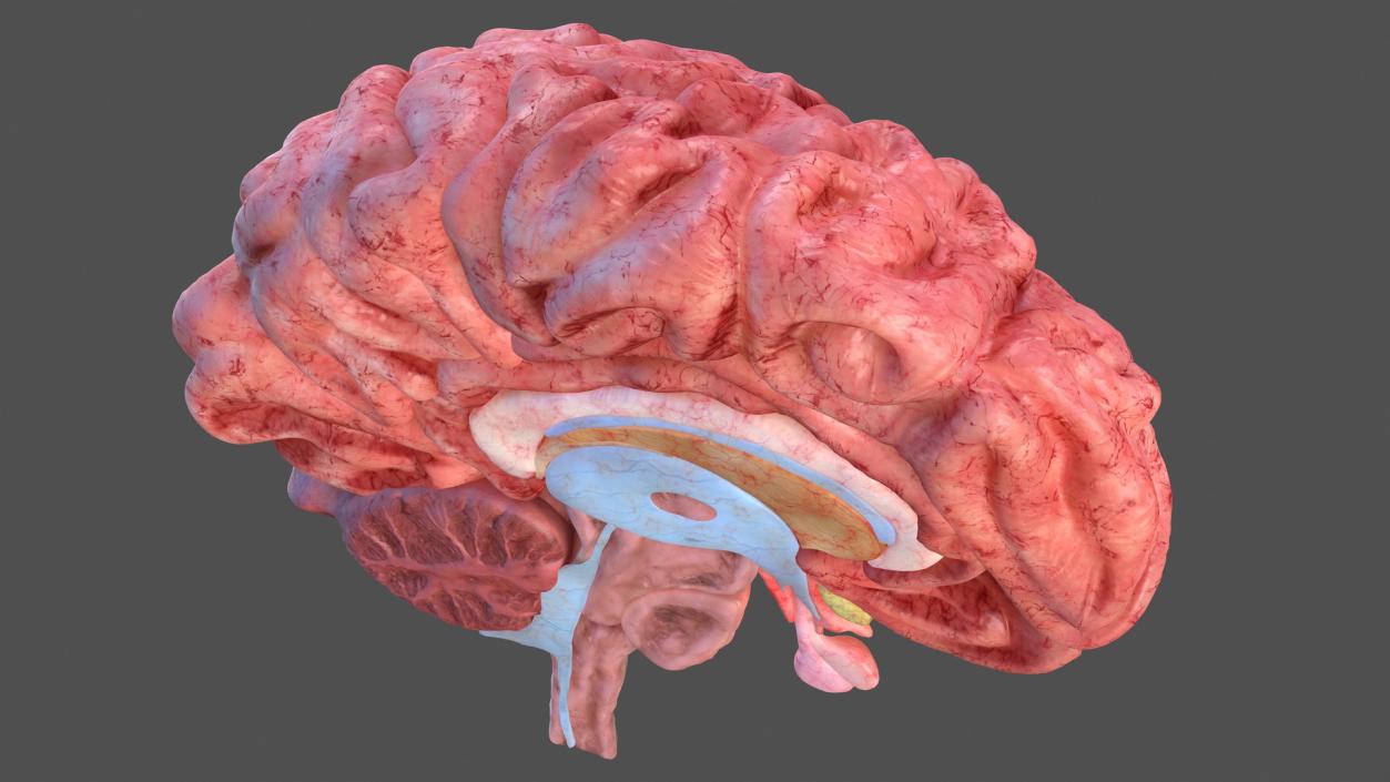 Human Brain Anatomy Section 3D