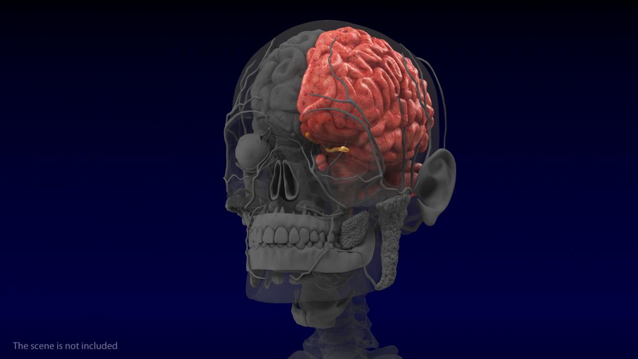 Human Brain Anatomy Section 3D