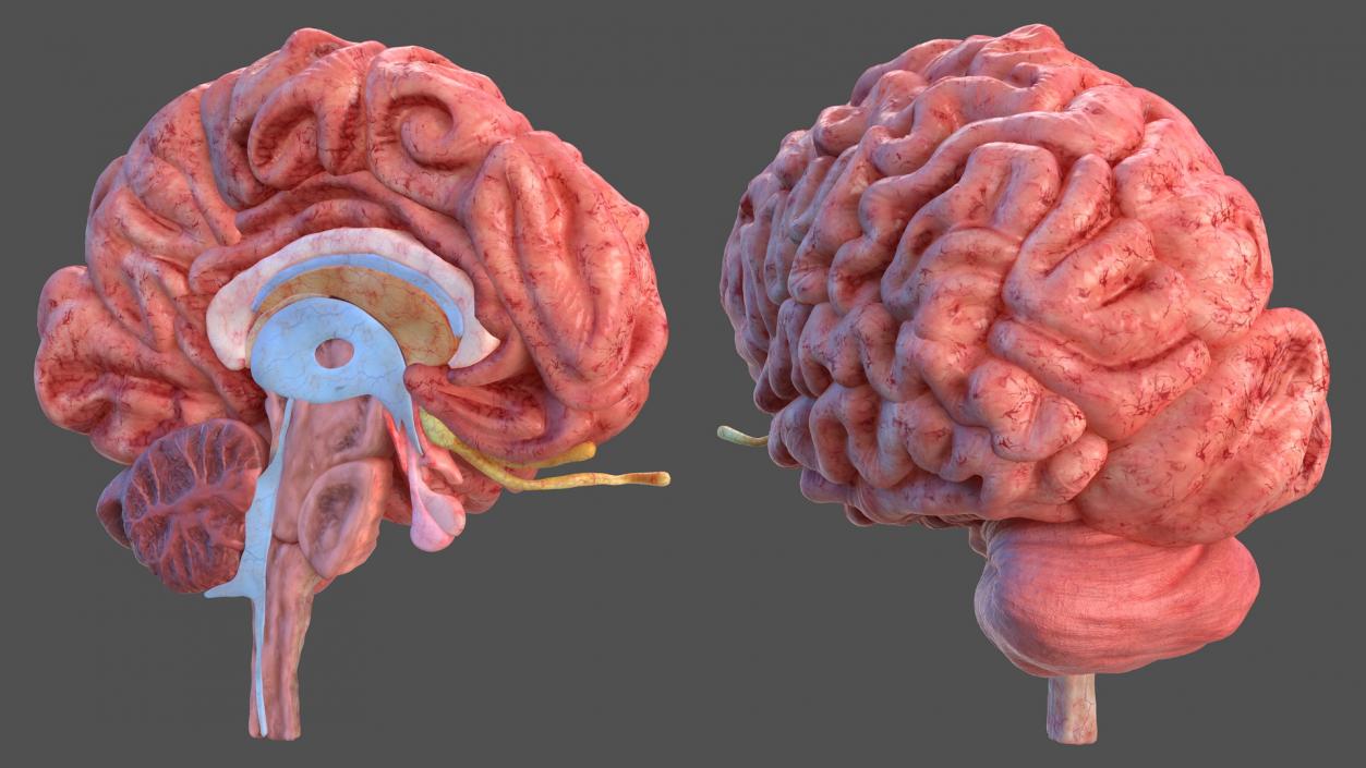 Human Brain Anatomy Section 3D