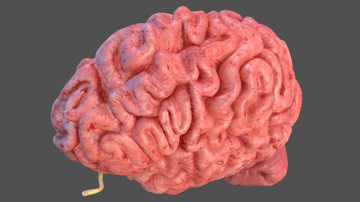 Human Brain Anatomy Section 3D