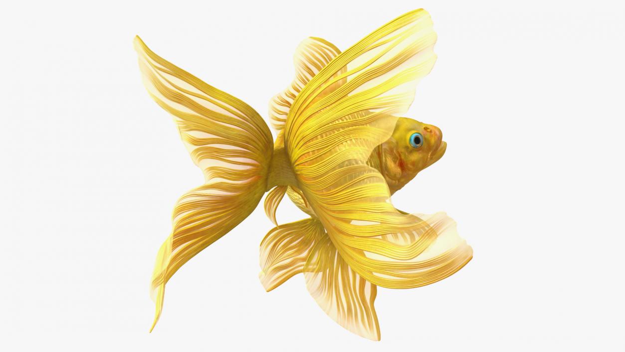 3D Goldfish Swim model